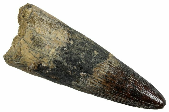 Fossil Spinosaurus Tooth - Real Dinosaur Tooth #257450